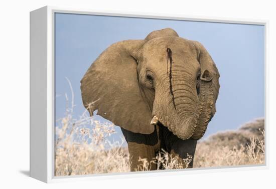 Portrait of a male elephant, Etosha National Park, Oshikoto region, Namibia, Africa-Francesco Vaninetti-Framed Premier Image Canvas