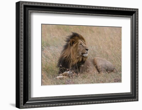 Portrait of a male lion Masai Mara, Kenya. Kenya.-Sergio Pitamitz-Framed Photographic Print