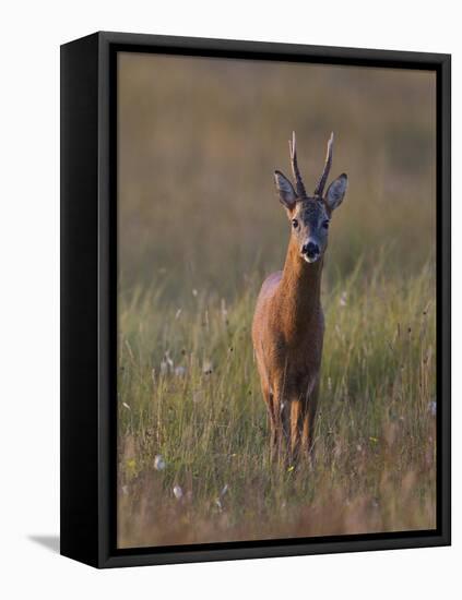 Portrait of a Male Roe Deer (Capreolus Capreolus) in a Meadow, Cairngorms Np, Scotland, UK-Mark Hamblin-Framed Premier Image Canvas