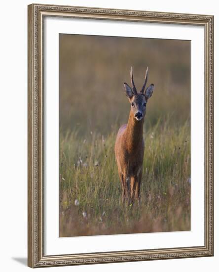 Portrait of a Male Roe Deer (Capreolus Capreolus) in a Meadow, Cairngorms Np, Scotland, UK-Mark Hamblin-Framed Photographic Print