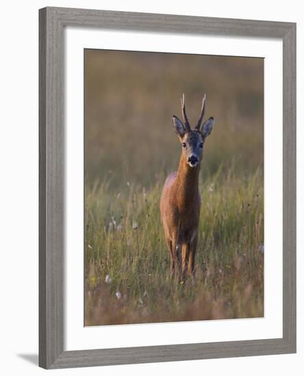 Portrait of a Male Roe Deer (Capreolus Capreolus) in a Meadow, Cairngorms Np, Scotland, UK-Mark Hamblin-Framed Photographic Print