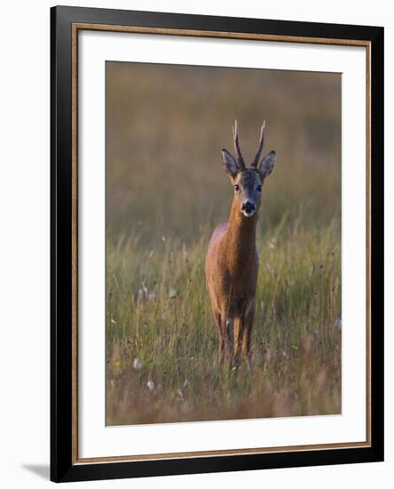 Portrait of a Male Roe Deer (Capreolus Capreolus) in a Meadow, Cairngorms Np, Scotland, UK-Mark Hamblin-Framed Photographic Print