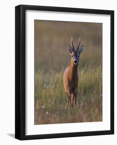 Portrait of a Male Roe Deer (Capreolus Capreolus) in a Meadow, Cairngorms Np, Scotland, UK-Mark Hamblin-Framed Photographic Print