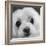 Portrait of a Maltese Dog-Panoramic Images-Framed Photographic Print