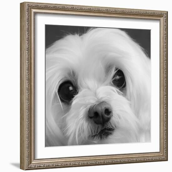 Portrait of a Maltese Dog-Panoramic Images-Framed Photographic Print