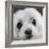 Portrait of a Maltese Dog-Panoramic Images-Framed Photographic Print