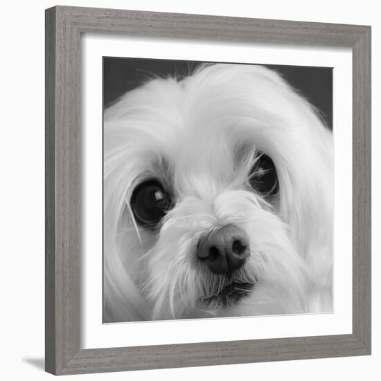 Portrait of a Maltese Dog-Panoramic Images-Framed Photographic Print