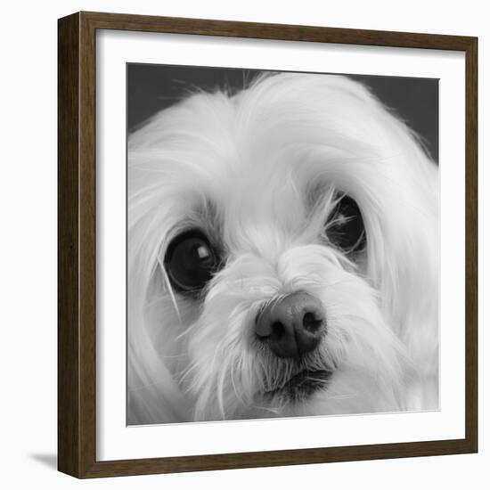 Portrait of a Maltese Dog-Panoramic Images-Framed Photographic Print