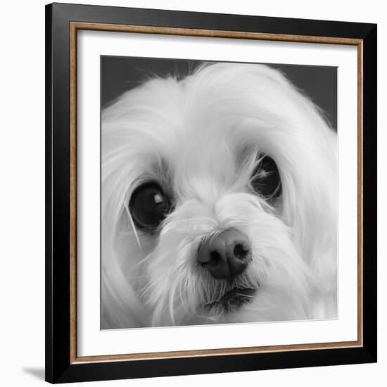 Portrait of a Maltese Dog-Panoramic Images-Framed Photographic Print