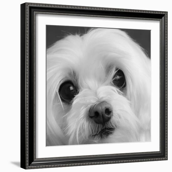 Portrait of a Maltese Dog-Panoramic Images-Framed Photographic Print