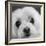 Portrait of a Maltese Dog-Panoramic Images-Framed Photographic Print