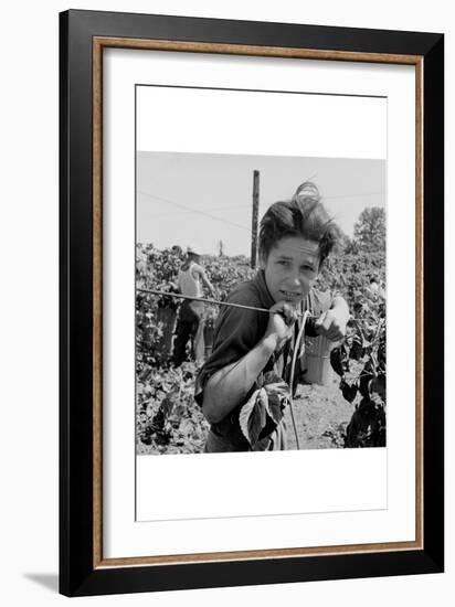 Portrait of a Migratory Boy Picking Hops-Dorothea Lange-Framed Art Print