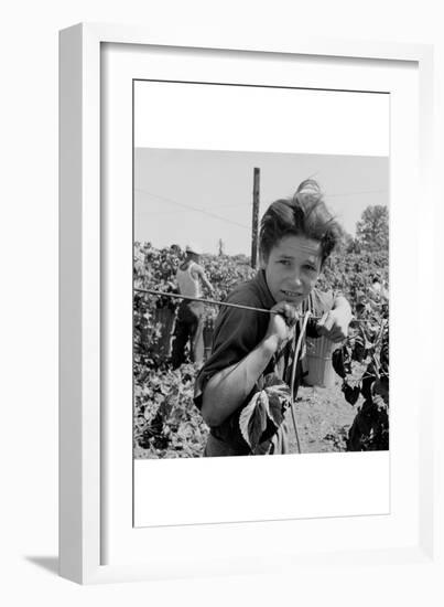 Portrait of a Migratory Boy Picking Hops-Dorothea Lange-Framed Art Print