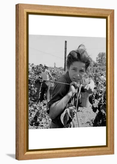 Portrait of a Migratory Boy Picking Hops-Dorothea Lange-Framed Stretched Canvas