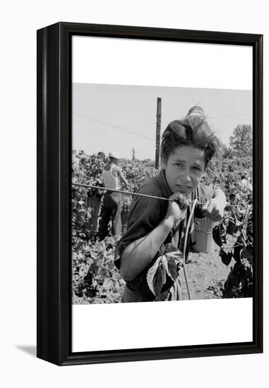 Portrait of a Migratory Boy Picking Hops-Dorothea Lange-Framed Stretched Canvas