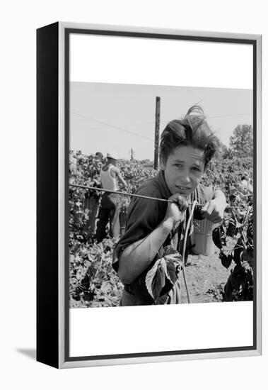 Portrait of a Migratory Boy Picking Hops-Dorothea Lange-Framed Stretched Canvas