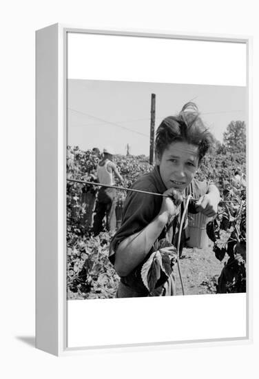 Portrait of a Migratory Boy Picking Hops-Dorothea Lange-Framed Stretched Canvas