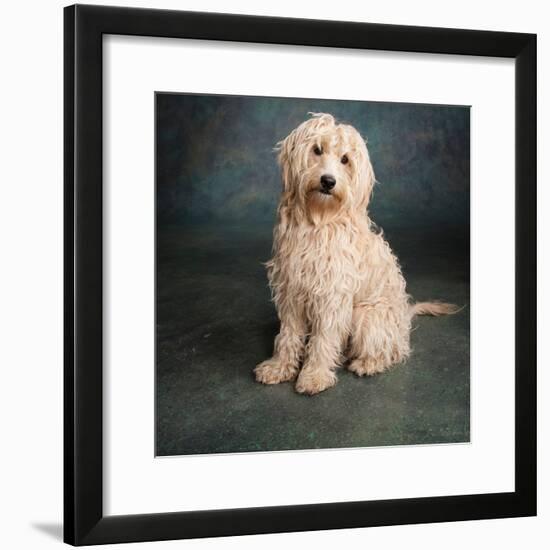 Portrait of a Mini Golden Doodle Dog-null-Framed Photographic Print