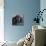 Portrait of a Mini Poodle dog-Panoramic Images-Photographic Print displayed on a wall