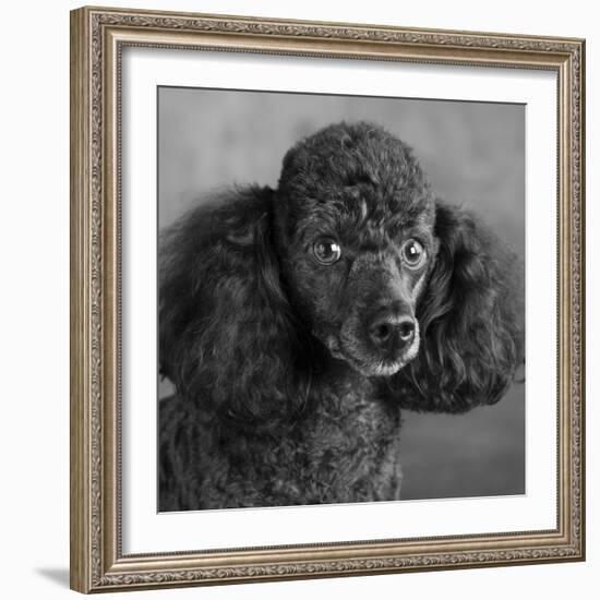 Portrait of a Mini Poodle dog-Panoramic Images-Framed Photographic Print