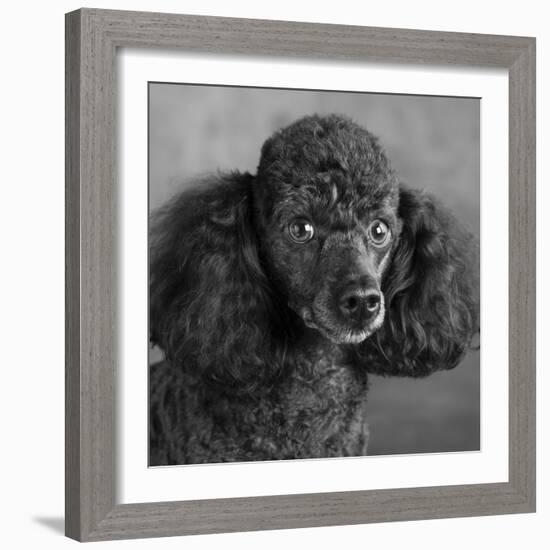 Portrait of a Mini Poodle dog-Panoramic Images-Framed Photographic Print