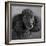 Portrait of a Mini Poodle dog-Panoramic Images-Framed Photographic Print