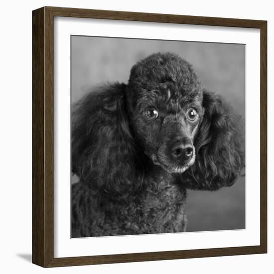 Portrait of a Mini Poodle dog-Panoramic Images-Framed Photographic Print