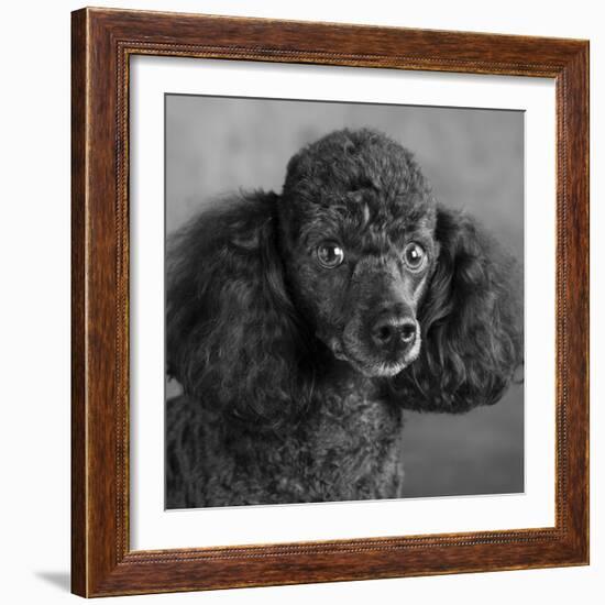 Portrait of a Mini Poodle dog-Panoramic Images-Framed Photographic Print