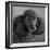 Portrait of a Mini Poodle dog-Panoramic Images-Framed Photographic Print