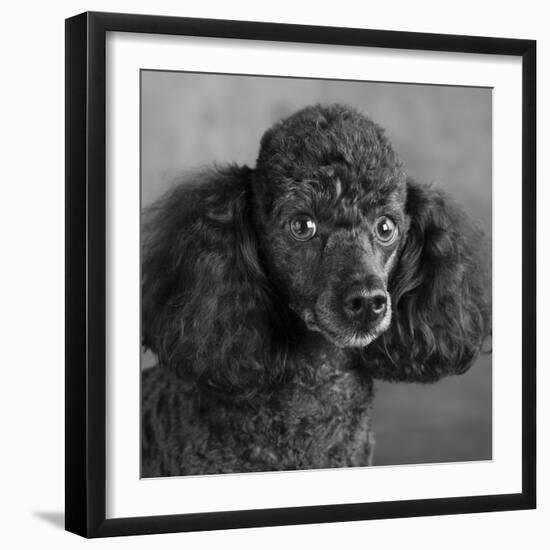 Portrait of a Mini Poodle dog-Panoramic Images-Framed Photographic Print