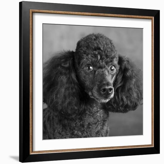 Portrait of a Mini Poodle dog-Panoramic Images-Framed Photographic Print