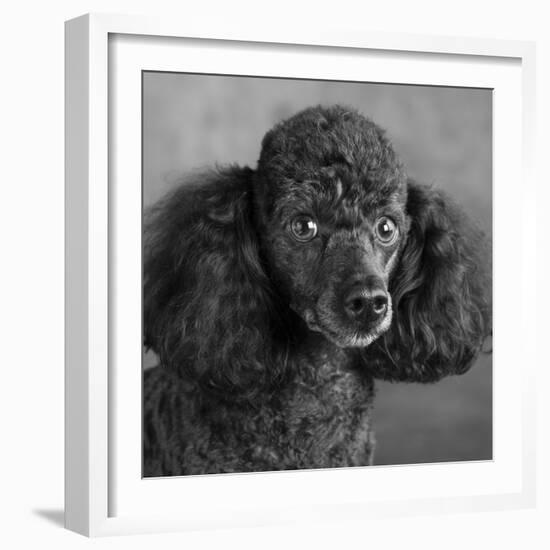 Portrait of a Mini Poodle dog-Panoramic Images-Framed Photographic Print