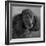 Portrait of a Mini Poodle dog-Panoramic Images-Framed Photographic Print