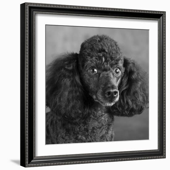 Portrait of a Mini Poodle dog-Panoramic Images-Framed Photographic Print