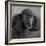 Portrait of a Mini Poodle dog-Panoramic Images-Framed Photographic Print
