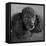 Portrait of a Mini Poodle dog-Panoramic Images-Framed Premier Image Canvas