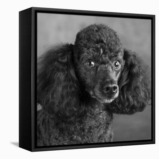 Portrait of a Mini Poodle dog-Panoramic Images-Framed Premier Image Canvas
