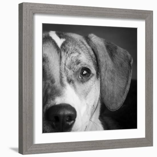 Portrait of a Mixed Dog-Panoramic Images-Framed Photographic Print