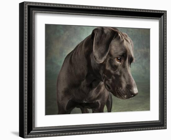 Portrait of a mixed Dog-Panoramic Images-Framed Photographic Print