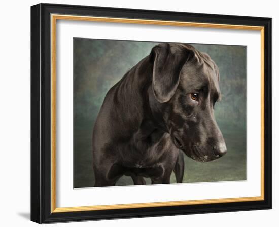 Portrait of a mixed Dog-Panoramic Images-Framed Photographic Print