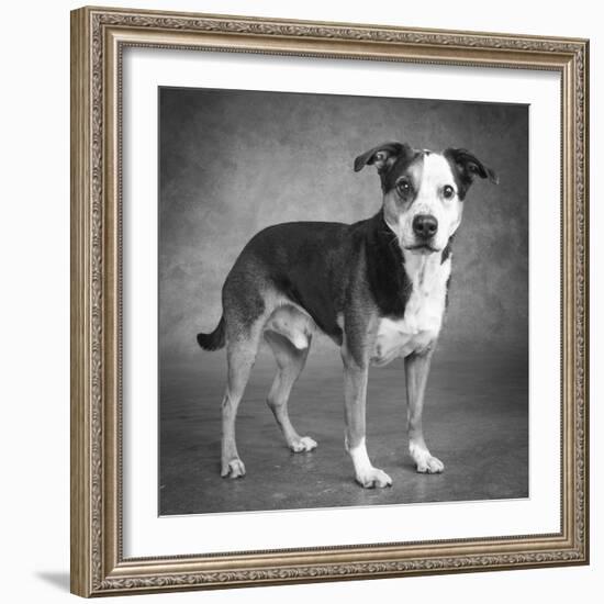 Portrait of a mixed Dog-Panoramic Images-Framed Photographic Print