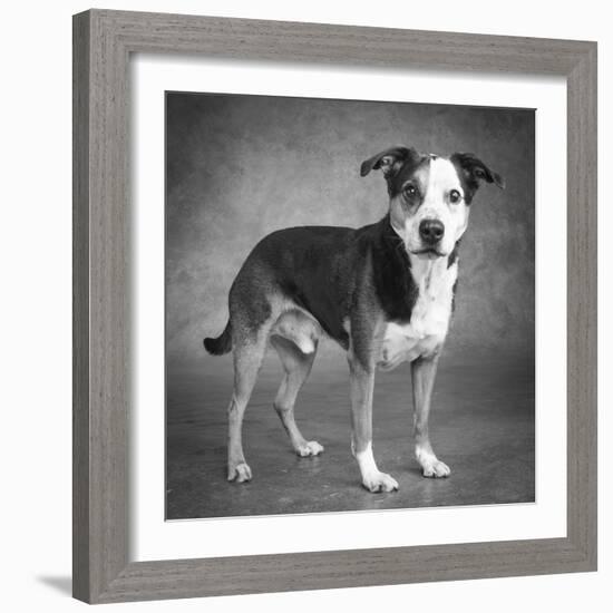 Portrait of a mixed Dog-Panoramic Images-Framed Photographic Print