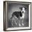 Portrait of a mixed Dog-Panoramic Images-Framed Photographic Print