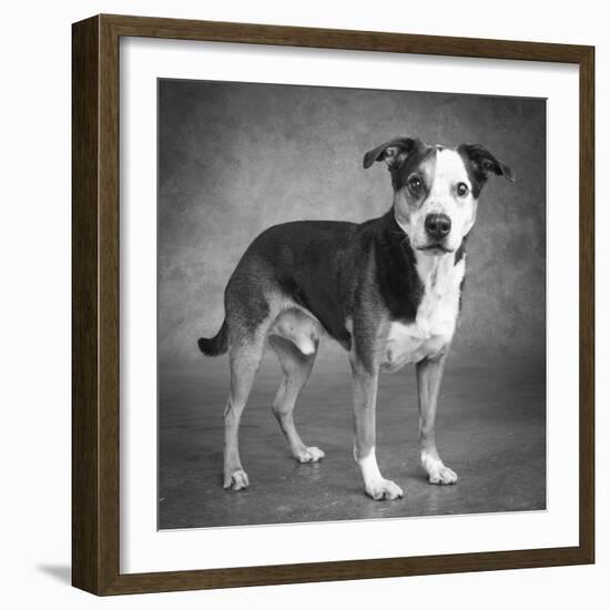 Portrait of a mixed Dog-Panoramic Images-Framed Photographic Print