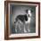 Portrait of a mixed Dog-Panoramic Images-Framed Photographic Print