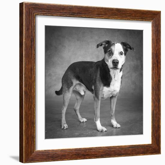 Portrait of a mixed Dog-Panoramic Images-Framed Photographic Print