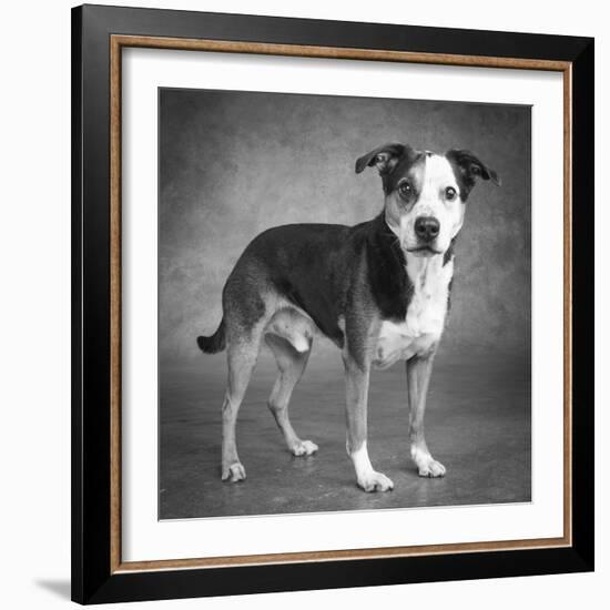 Portrait of a mixed Dog-Panoramic Images-Framed Photographic Print