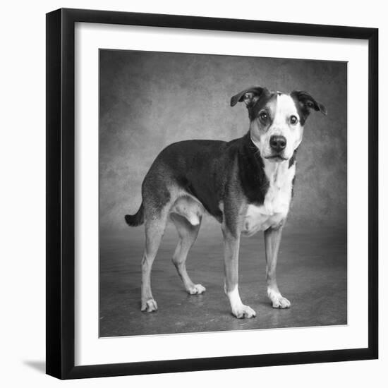 Portrait of a mixed Dog-Panoramic Images-Framed Photographic Print