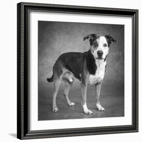 Portrait of a mixed Dog-Panoramic Images-Framed Photographic Print