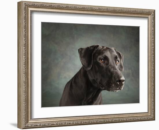 Portrait of a mixed Dog-Panoramic Images-Framed Photographic Print